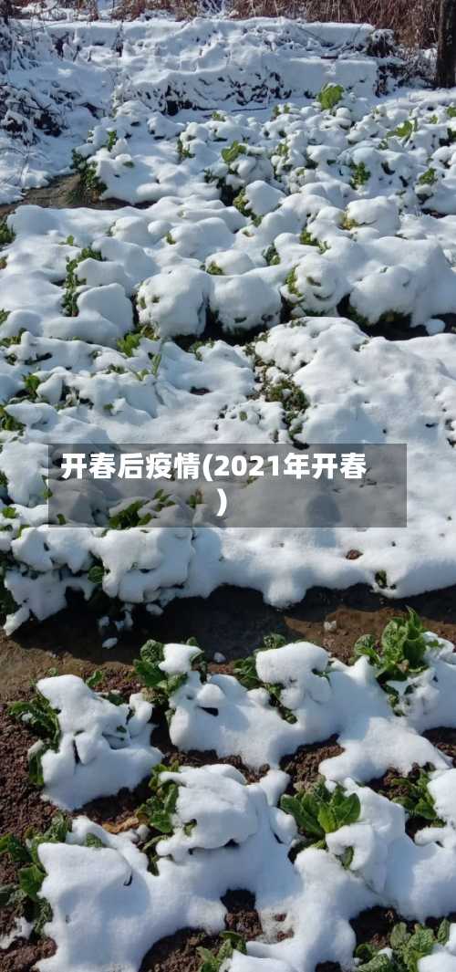 开春后疫情(2021年开春)-第3张图片